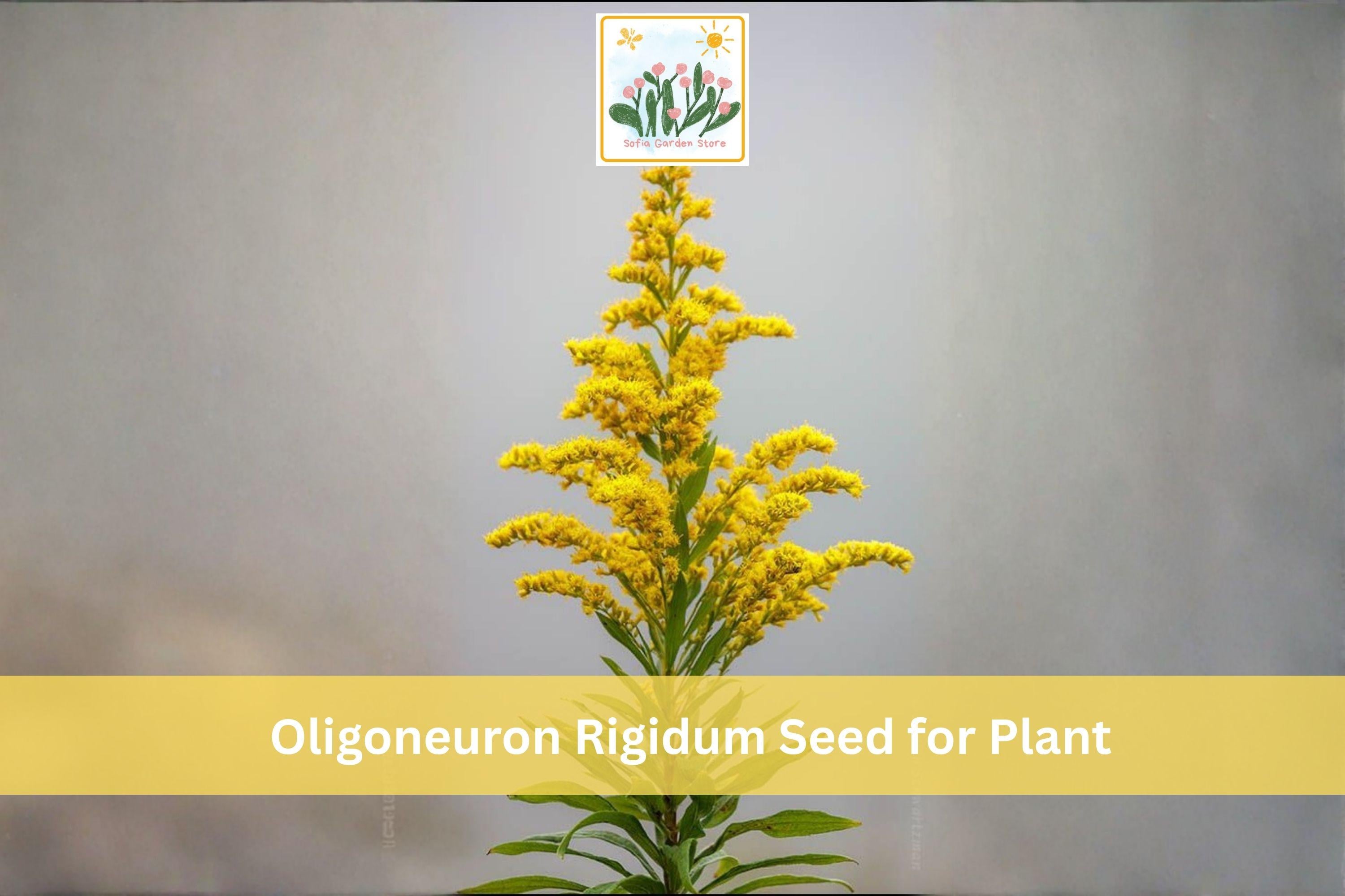 700 Stiff Goldenrod Seeds | Oligoneuron rigidum Native Perennial Wildflower for Prairie Gardens & Pollinator Plants