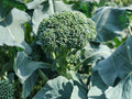 Broccoli Waltham 29 Heirloom Seeds | Cold Hardy Vegetable for Fall Gardens | 500 Seeds