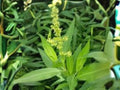 Pale Dock Seeds, Rumex altissimus, Native Prairie Perennial, Wildlife Habitat, Restoration Plant, 100 Seeds