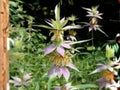 Monarda punctata Spotted Bee Balm Seeds – Native Pollinator Wildflower, Drought Tolerant, Perennial, Summer Bloom, 100 Seeds