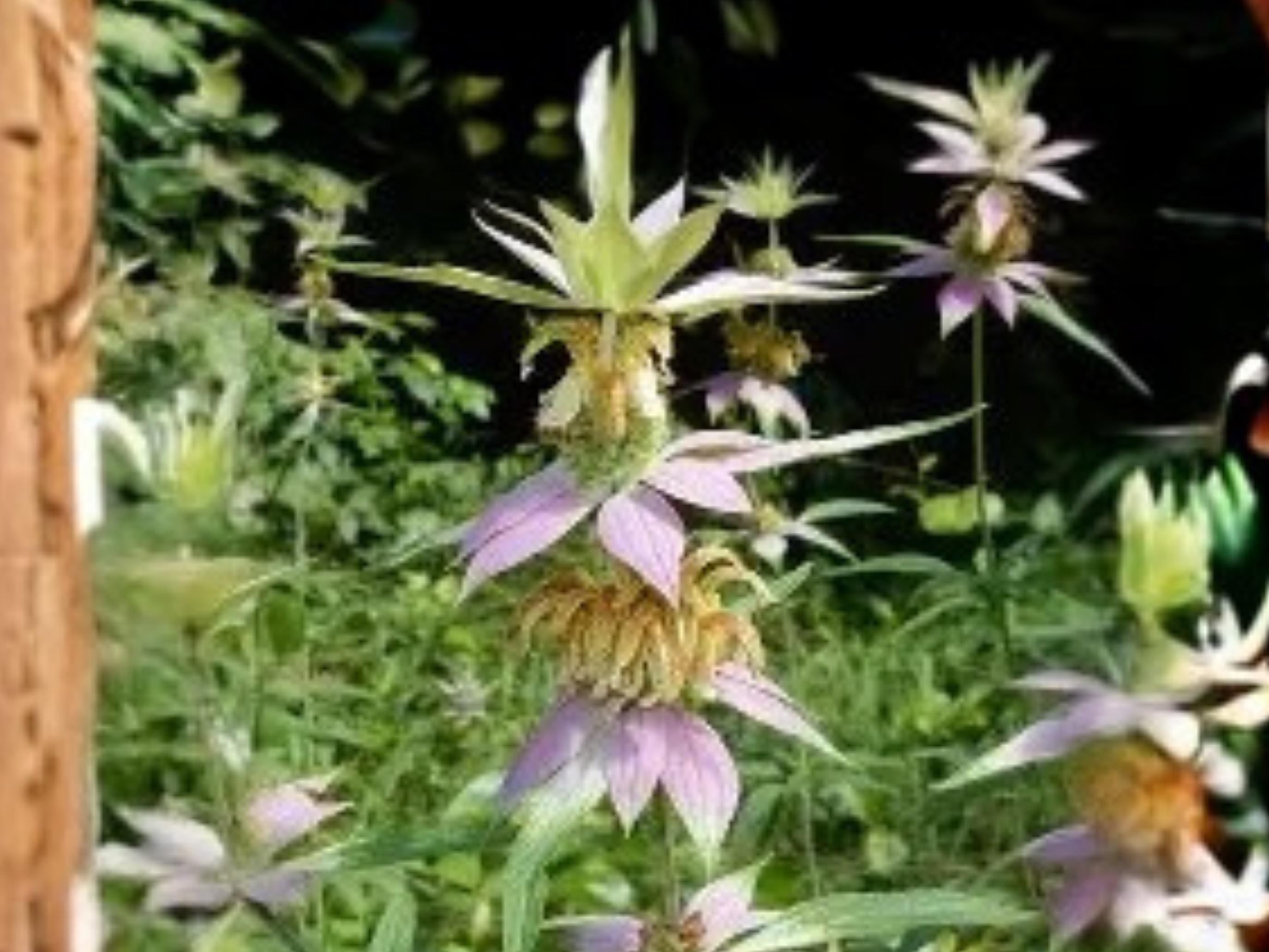 Monarda punctata Spotted Bee Balm Seeds – Native Pollinator Wildflower, Drought Tolerant, Perennial, Summer Bloom, 100 Seeds