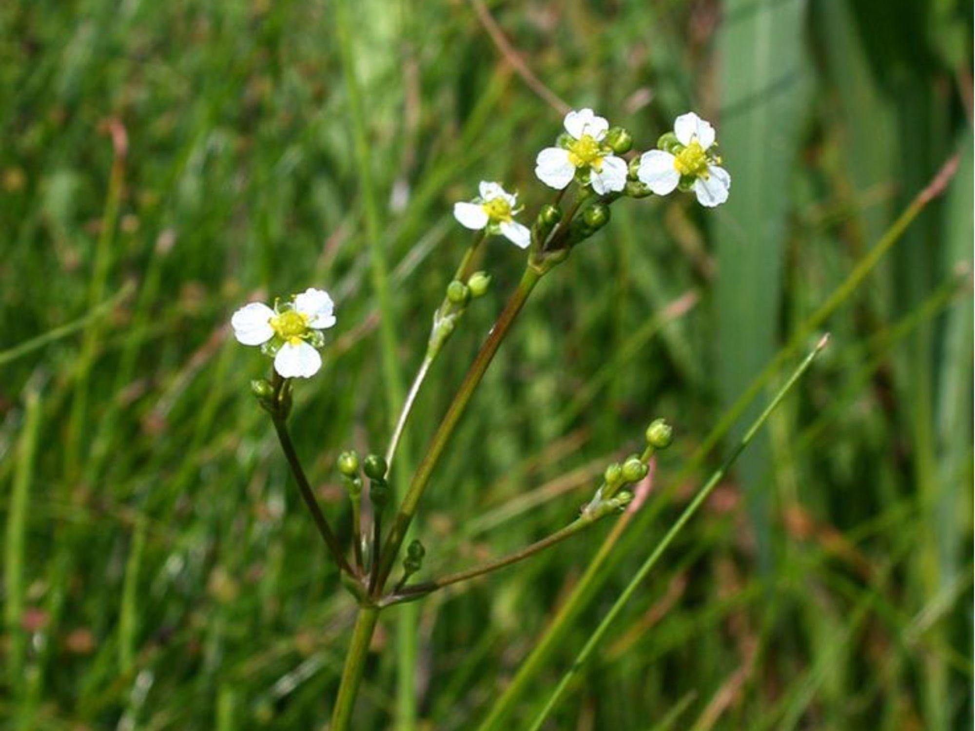 Large-flowered Water Plantain Seeds (Alisma triviale) – 300 Native Aquatic Pond & Wetland Seeds for Rain Gardens