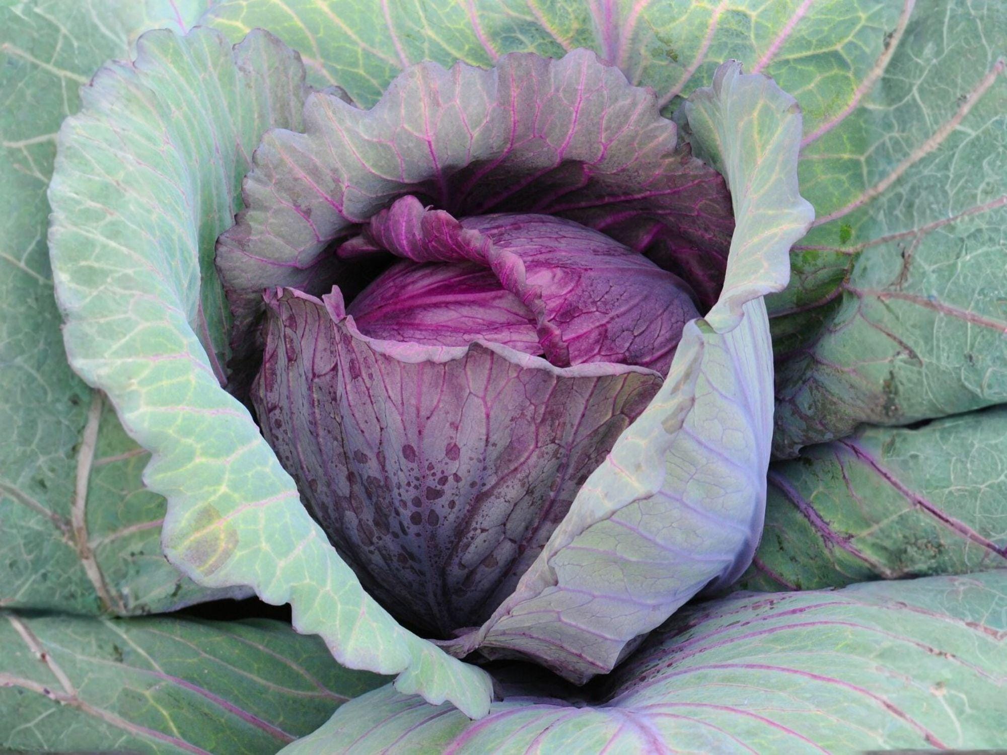 Red Acre Cabbage Seeds – Heirloom Red Cabbage for Salads, Slaws, Fermenting, and Cooking | 500 Seeds