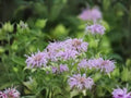Wild Bergamot Seeds | Monarda fistulosa | Native Bee Balm Pollinator Plant | Prairie Wildflower | 100 Seeds