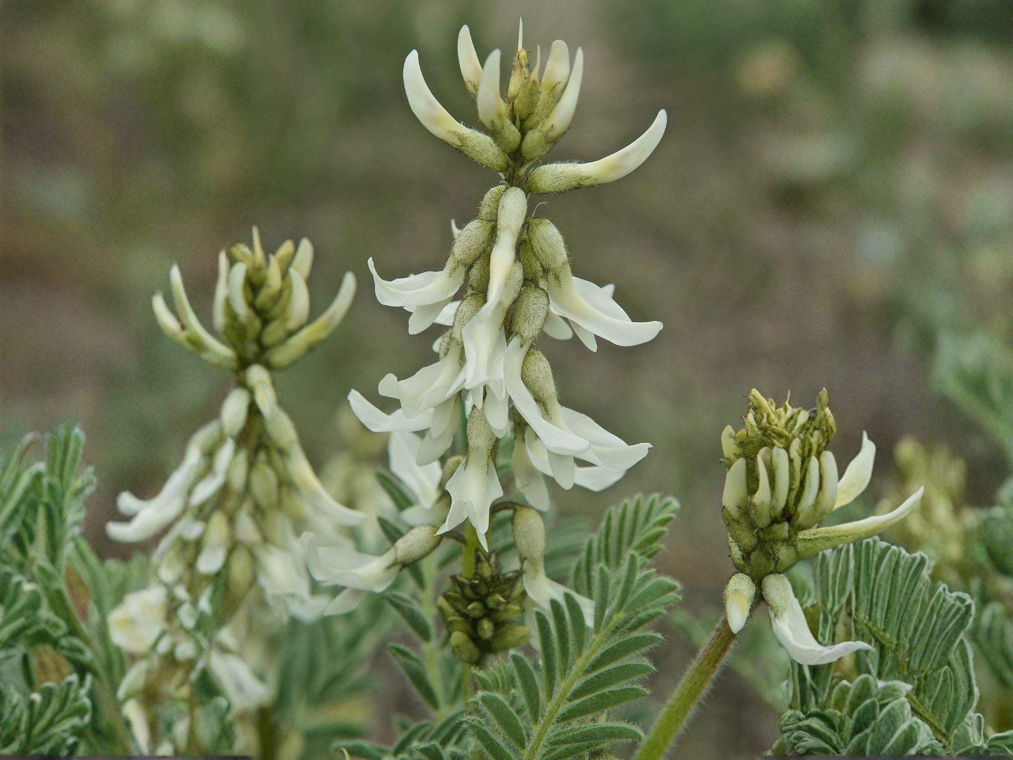 Astragalus drummondii Seeds – Woolly Milkvetch Native Perennial Wildflower for Pollinator Gardens and Prairie Restoration