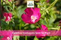 Purple Poppy Mallow Seeds – Callirhoe involucrata, Native Perennial Groundcover, Purple Flowers, Rock Garden, Native Wildflower