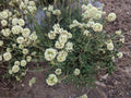 Eriogonum heracleoides Seeds - Parsnipflower Wild Buckwheat, Native Perennial for Drought Tolerance & Pollinator Gardens (50)