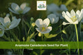 Canada Anemone Seeds – Native White Wildflower Groundcover, Anemone canadensis, Perennial for Woodland Gardens & Native Landscapes