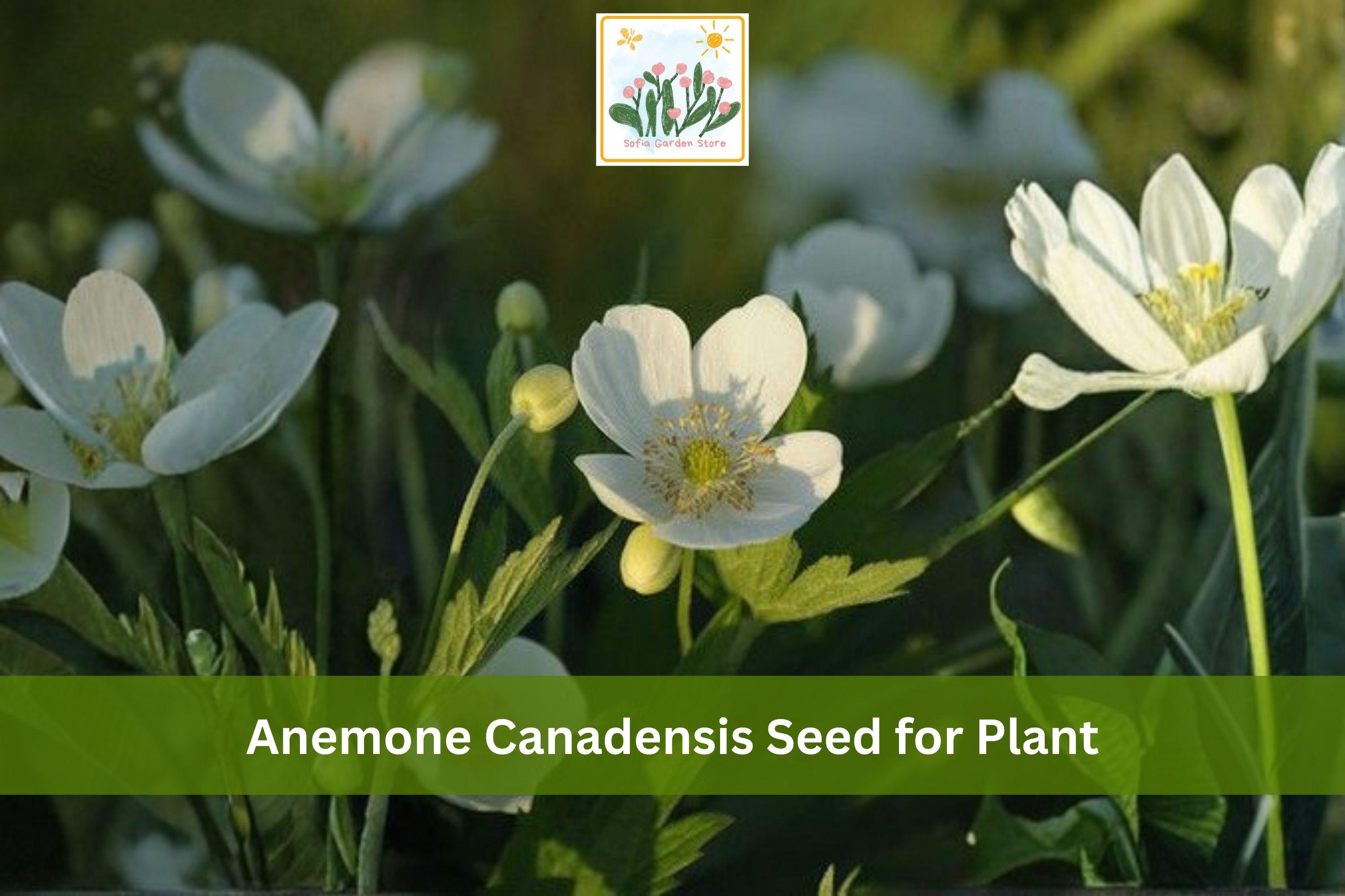 Canada Anemone Seeds – Native White Wildflower Groundcover, Anemone canadensis, Perennial for Woodland Gardens & Native Landscapes