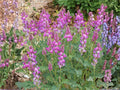 Hedysarum boreale Seeds, Native Perennial Wildflower, Utah Sweetvetch, Pollinator Plant, Native North America, Drought Tolerant