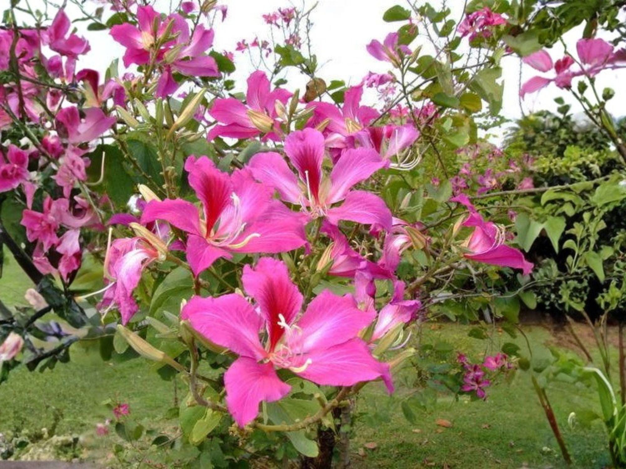 Bauhinia purpurea Purple Orchid Tree Seeds – Tropical Flowering Plant for Gardens & Containers