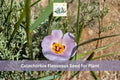 30 Winding Mariposa Lily Seeds | Native Wildflower Calochortus flexuosus for Gardens & Landscaping