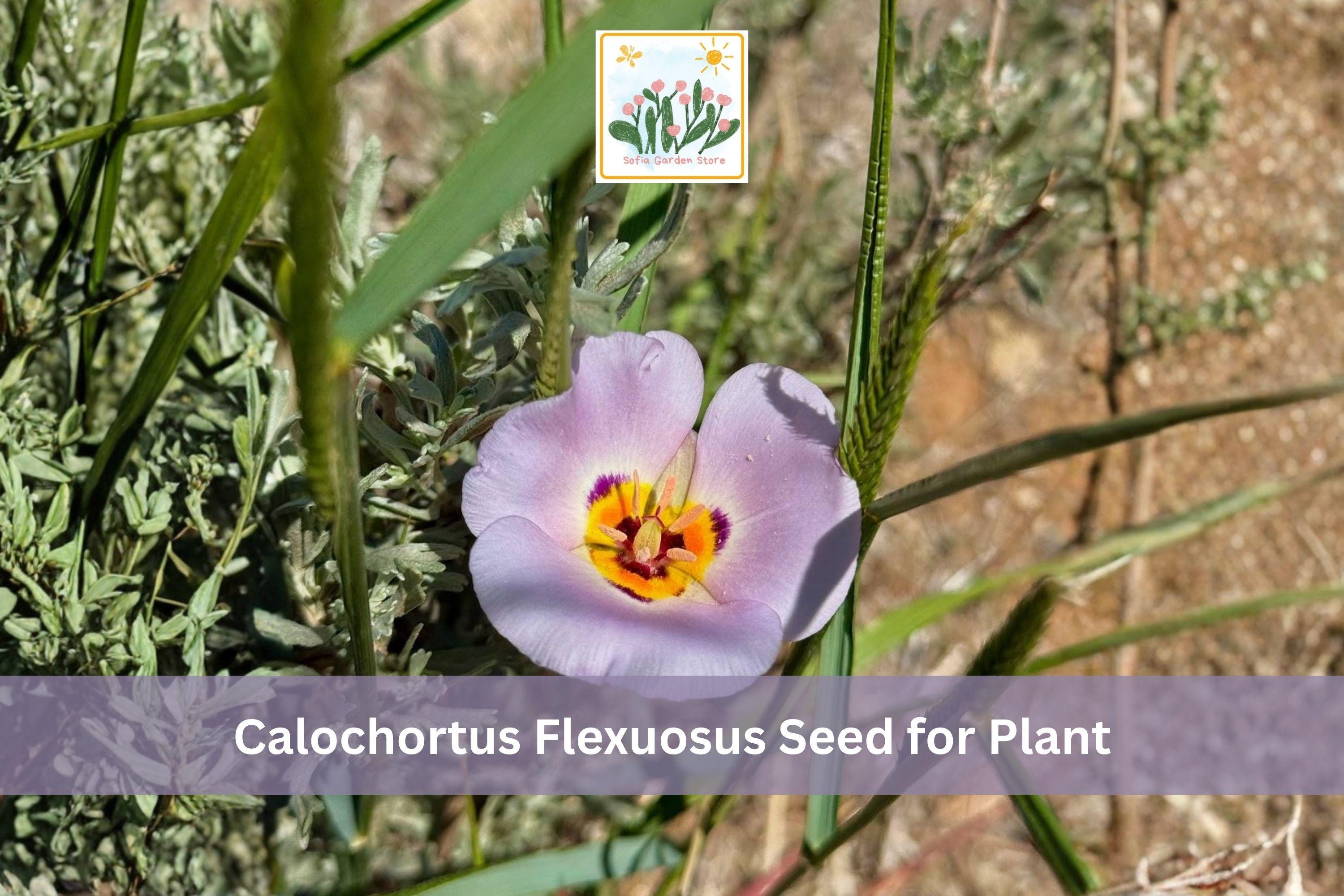 30 Winding Mariposa Lily Seeds | Native Wildflower Calochortus flexuosus for Gardens & Landscaping