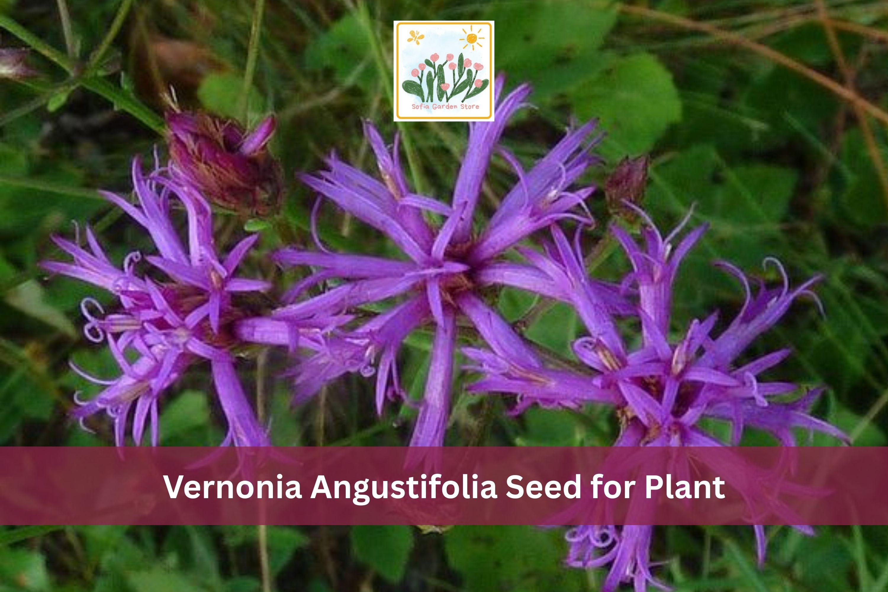 Narrowleaf Ironweed Seeds, Vernonia angustifolia, Native Purple Wildflower, Prairie Perennial Plant, 100 Seeds