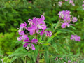Fireweed Seeds 100 Pack | Native Perennial Wildflower | Pink to Magenta Flowers | Chamaenerion angustifolium