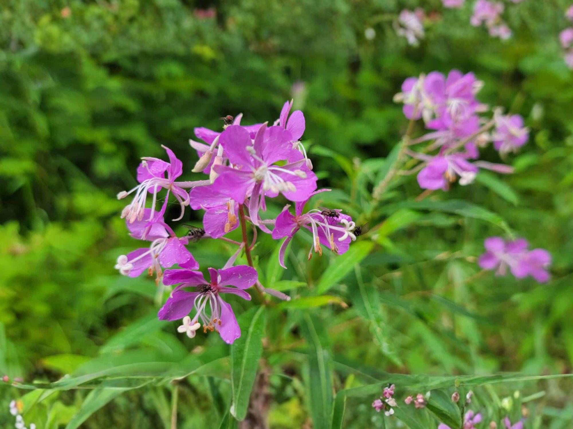 Fireweed Seeds 100 Pack | Native Perennial Wildflower | Pink to Magenta Flowers | Chamaenerion angustifolium