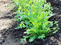 Arugula Seeds, Heirloom Salad Green Herb, Fast Growing, Rocket Leaf, 500 Seeds