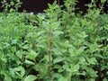 500 Seeds Sweet Marjoram Herb, Origanum majorana, Culinary Herb, Mediterranean, Easy to Grow, Container, Annual