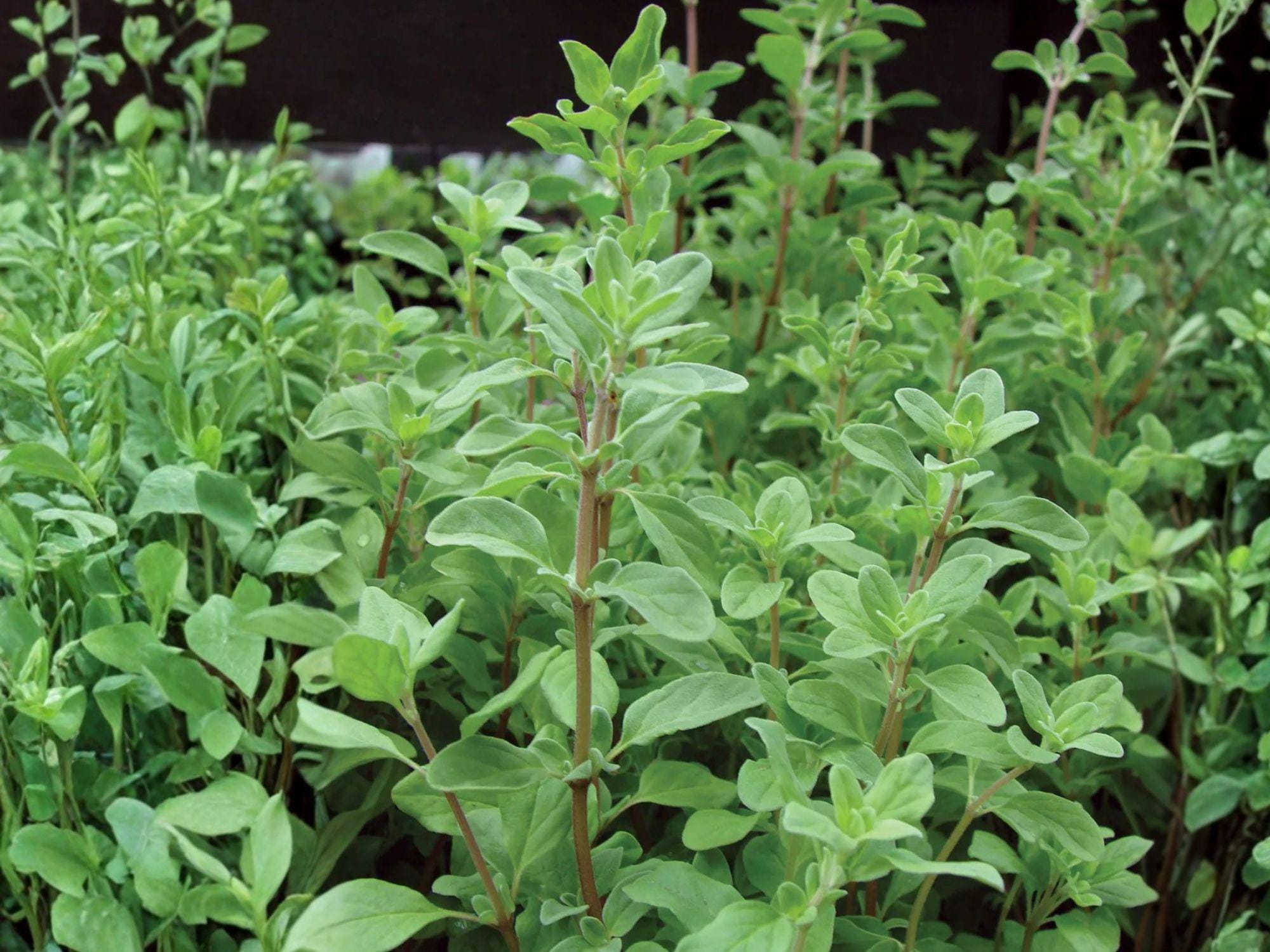 500 Seeds Sweet Marjoram Herb, Origanum majorana, Culinary Herb, Mediterranean, Easy to Grow, Container, Annual
