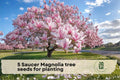 Saucer Magnolia Tree Seeds | Magnolia × soulangeana | Ornamental Flowering Tree with Pink, White & Purple Blooms