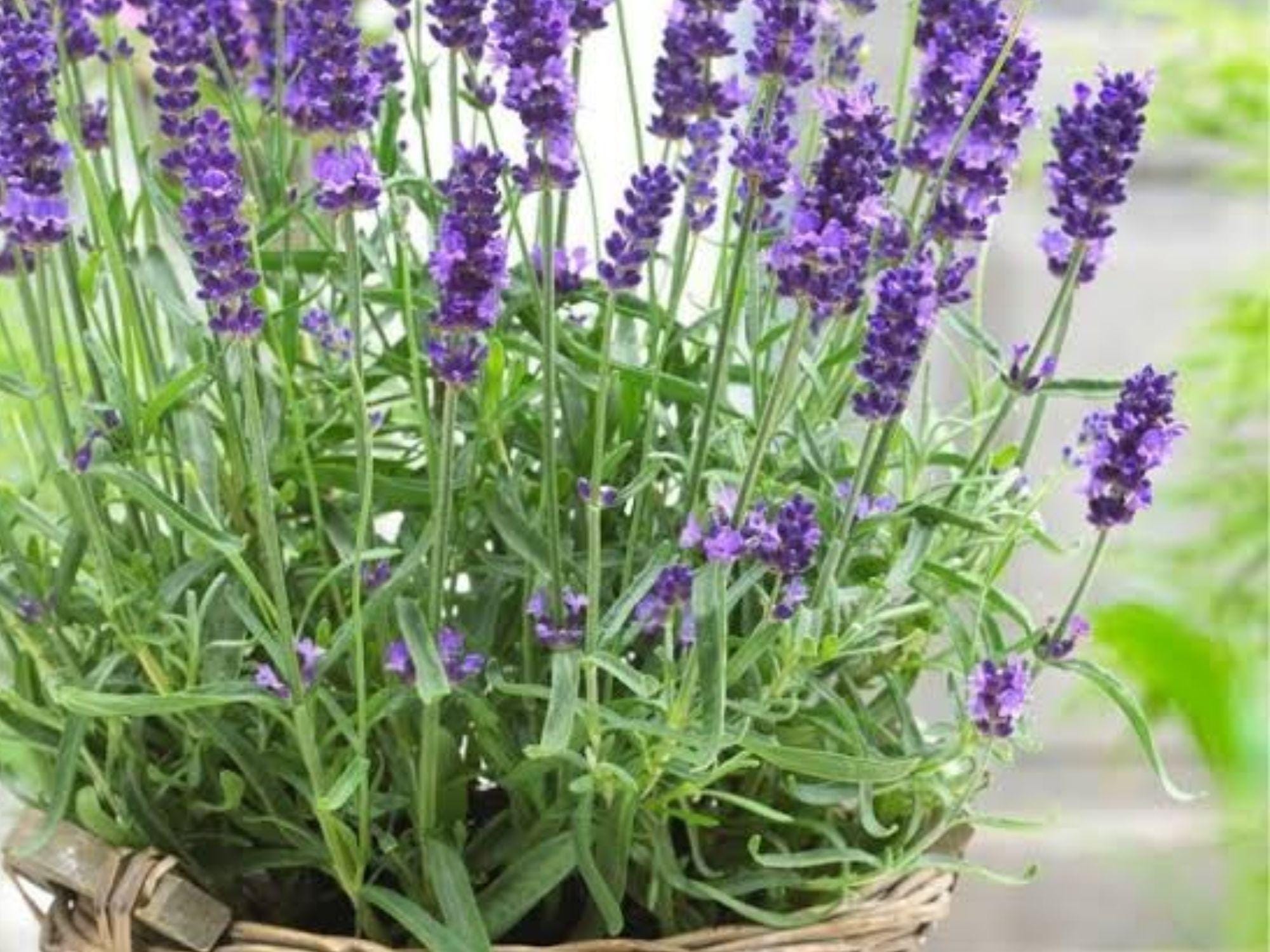 Lavender Vera Seeds | True Lavender Herb | Fragrant Purple Flowers | Lavandula angustifolia | Perennial Herb Seed