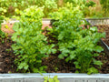 Cilantro Herb Seeds | Slow-Bolt Coriander ‘Leisure’ | Culinary Garden Favorite | Coriandrum sativum