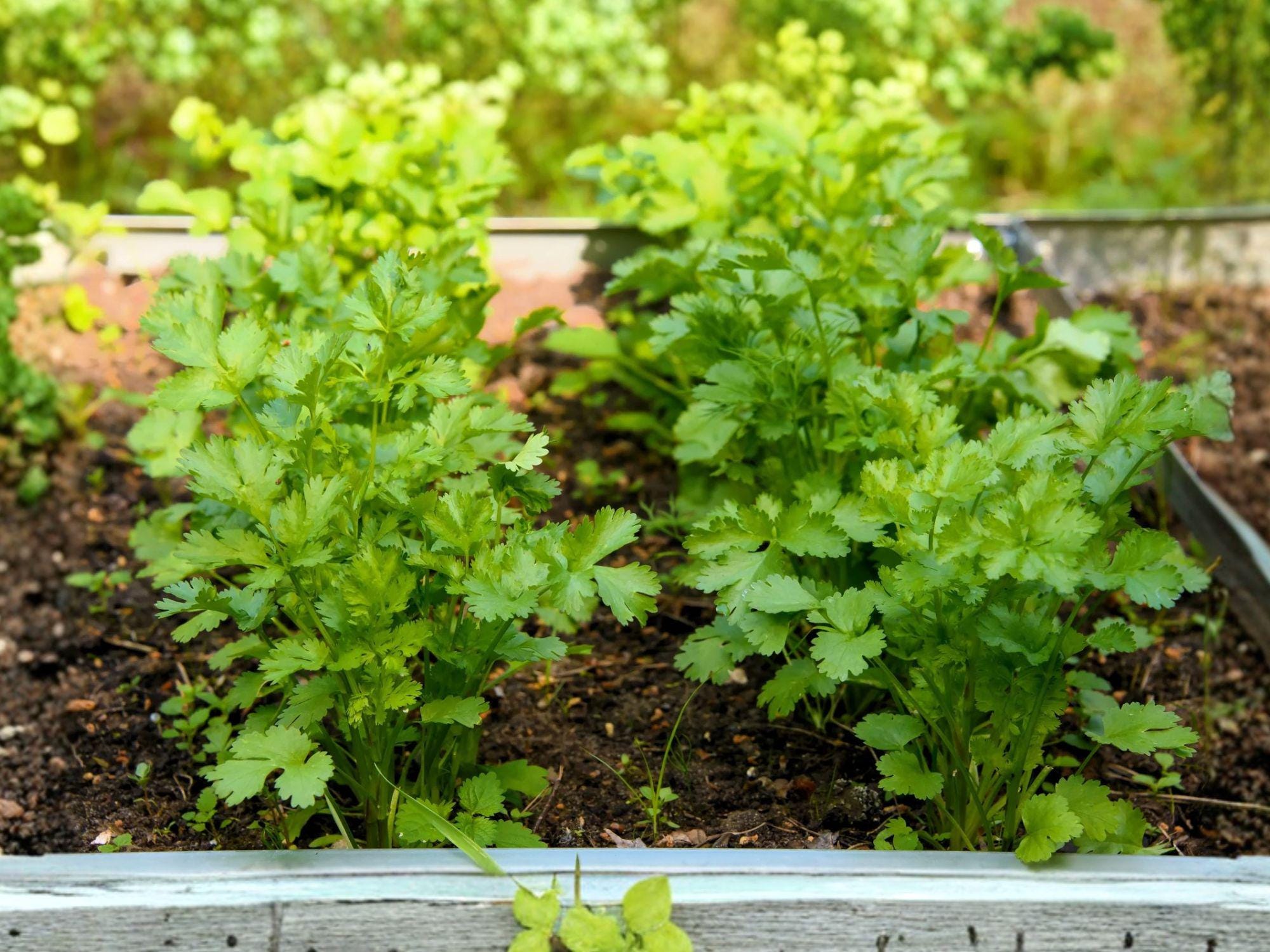 Cilantro Herb Seeds | Slow-Bolt Coriander ‘Leisure’ | Culinary Garden Favorite | Coriandrum sativum