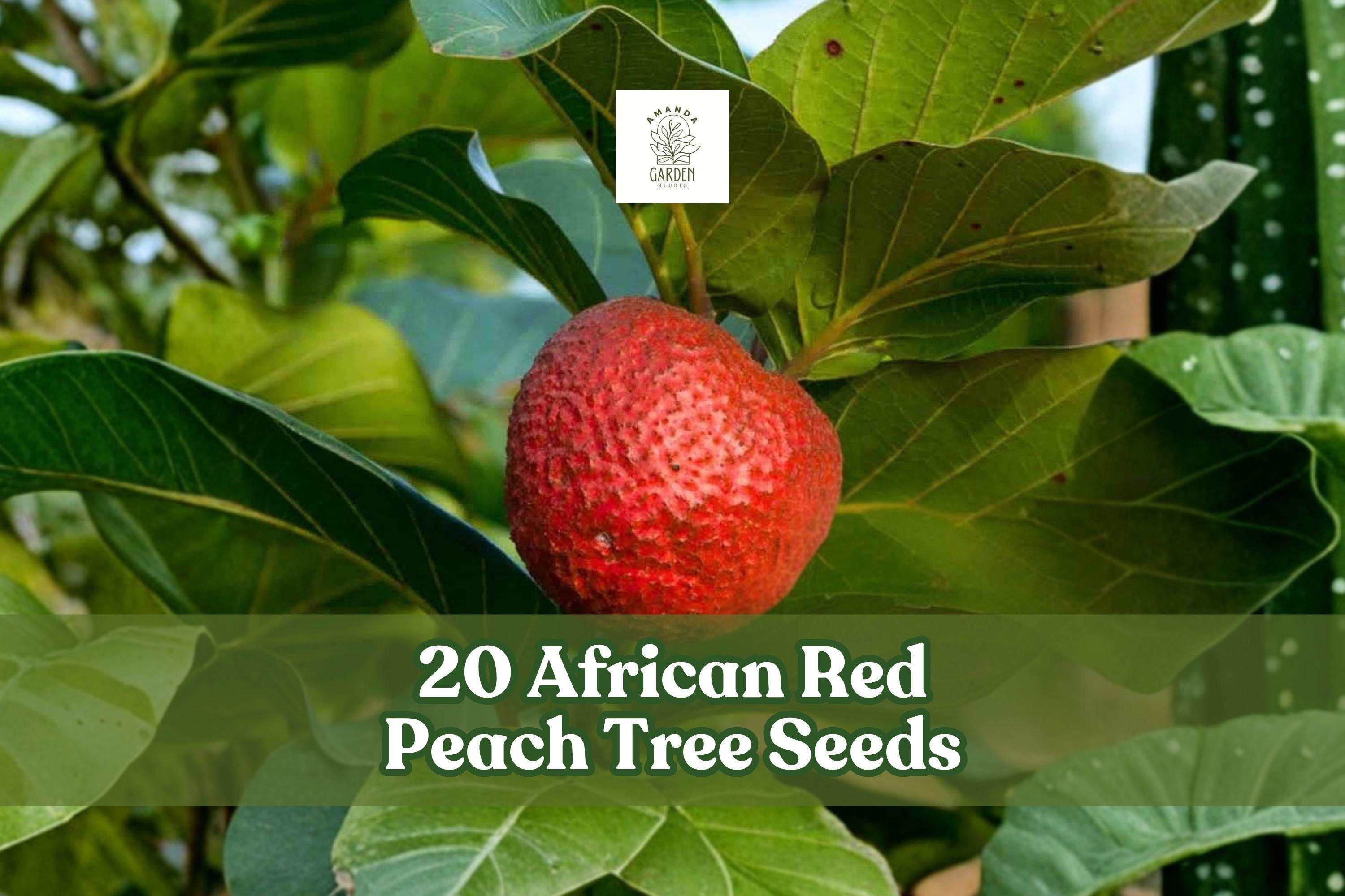 African Red Peach Tree Seeds, Nauclea latifolia, Tropical Fruit Tree, Garden, Landscape, 20 Seeds