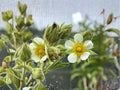 Prairie Cinquefoil Seeds 500 Native Wildflower Drought-Tolerant Pollinator Plant Drymocallis arguta