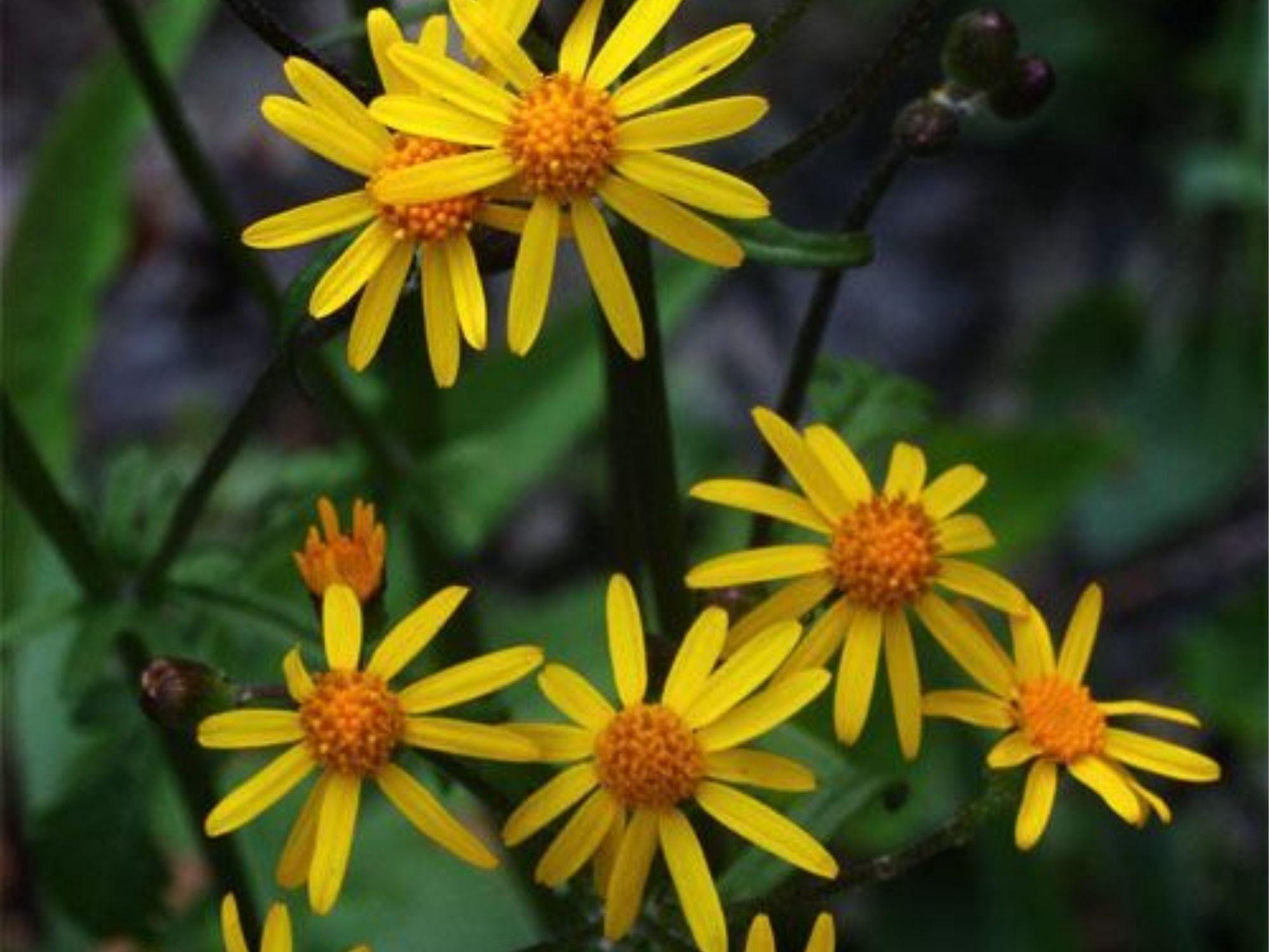Golden Ragwort Seeds Packera aurea Native Wildflower Seeds for Shade Groundcover Pollinator-Friendly, 75 Seeds