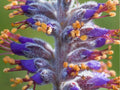 Lead Plant Seeds (Amorpha canescens) – 50 Native Prairie Seeds, Drought-Tolerant Pollinator Shrub, Wildflower for Native Gardens