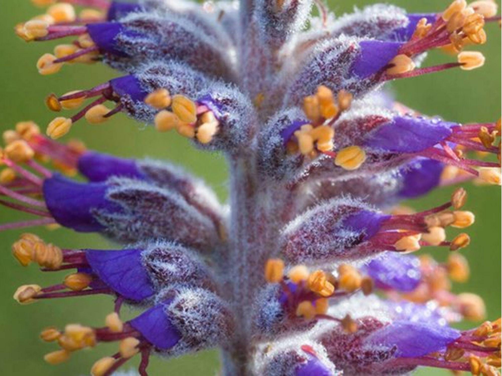 Lead Plant Seeds (Amorpha canescens) – 50 Native Prairie Seeds, Drought-Tolerant Pollinator Shrub, Wildflower for Native Gardens