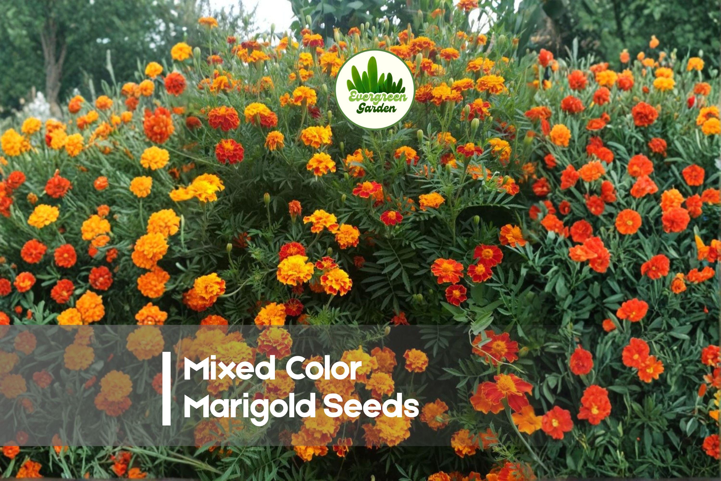 1200 Mixed Color Marigold Seeds - Tagetes Annual Flower for Borders, Containers, Pollinator Gardens