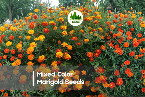 1200 Mixed Color Marigold Seeds - Tagetes Annual Flower for Borders, Containers, Pollinator Gardens