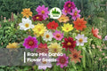 100+ Rare Mix Dahlia Flower Seeds – Vibrant Colors & Unique Shapes – Dahlia variabilis for Borders, Beds & Cut Flowers