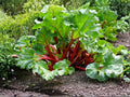 Victoria Rhubarb Seeds - Heirloom Perennial Vegetable for Pies, Jams & Baking | 25 Seeds