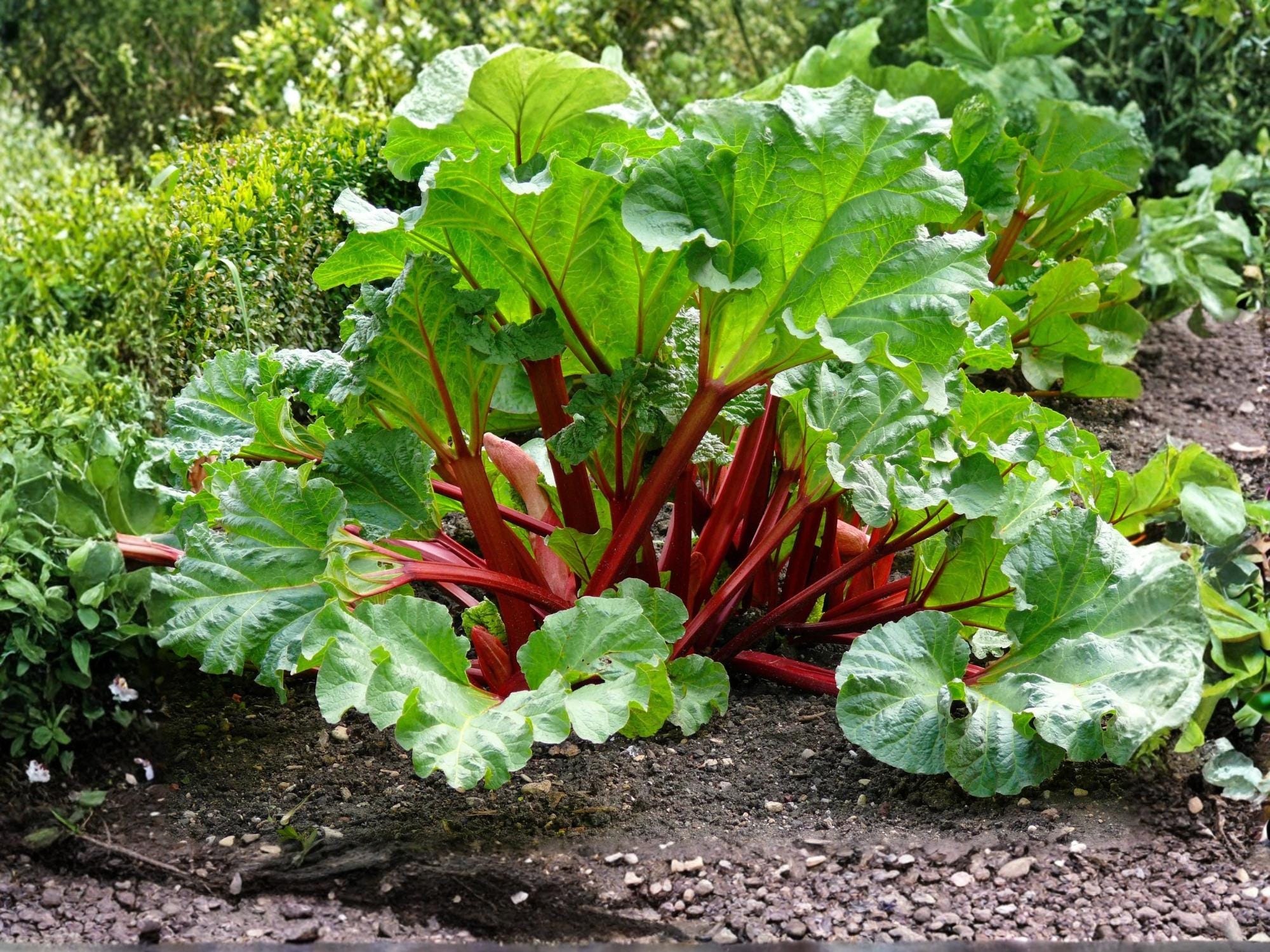 Victoria Rhubarb Seeds - Heirloom Perennial Vegetable for Pies, Jams & Baking | 25 Seeds
