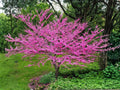 Chinese Redbud Tree Seeds | Cercis chinensis | Pink Spring Blooms | Ornamental Flowering Tree | 10 Seeds