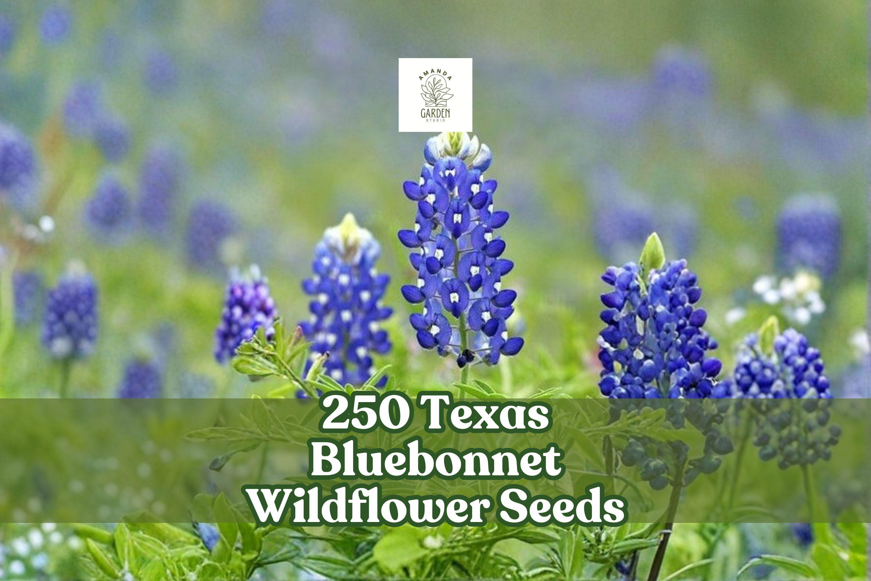 250 Texas Bluebonnet Wildflower Seeds – Lupinus texensis Native Spring Blooming Blue Flowers for Gardens & Meadows