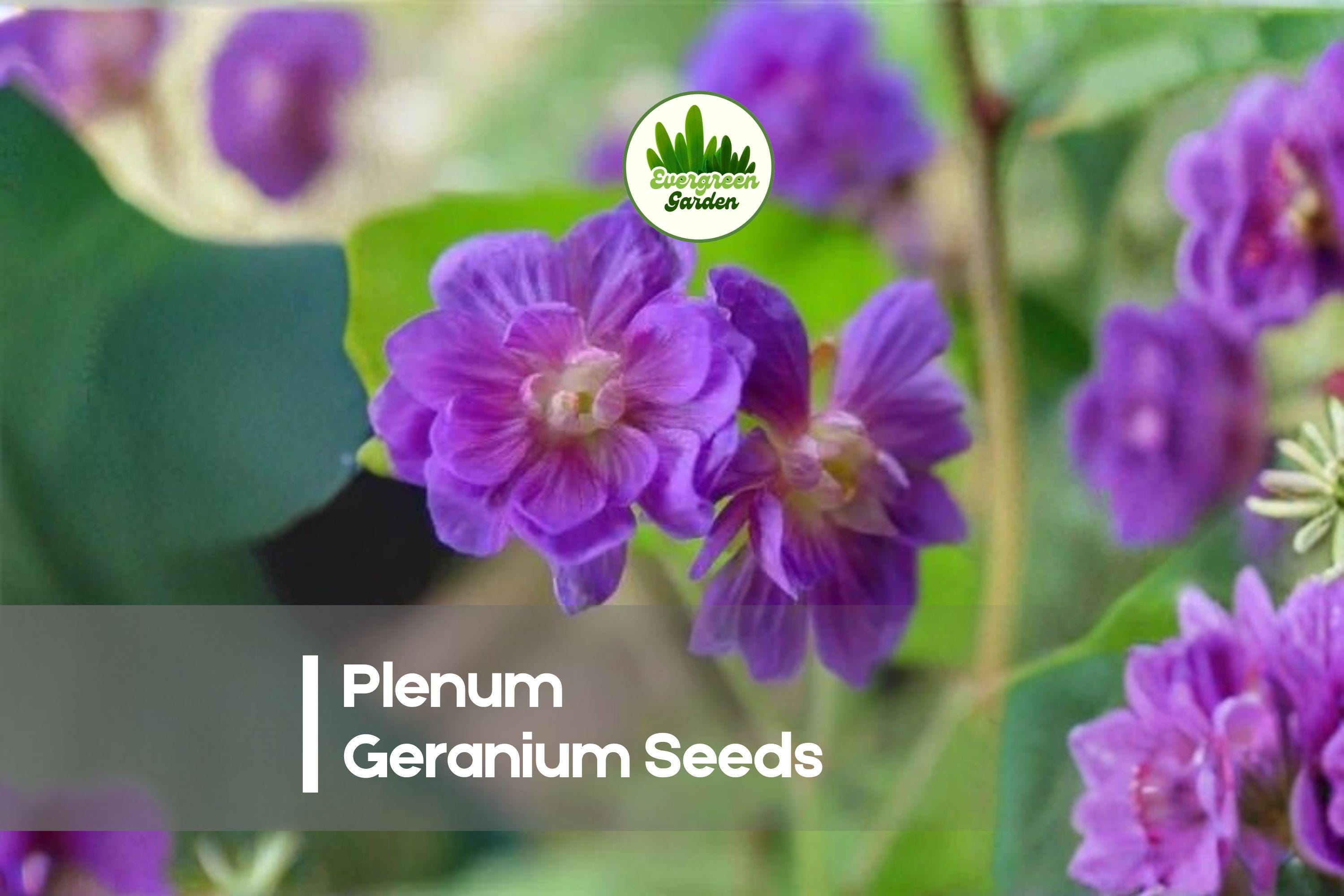 25+ Plenum Geranium Seeds, Rose Pink Double Blooms, Pelargonium spp., Garden, Container, Border, Window Box