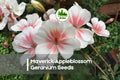 Maverick Appleblossom Geranium Seeds – Pink & White Blooms, Pelargonium spp., Garden, Container, Border Plant