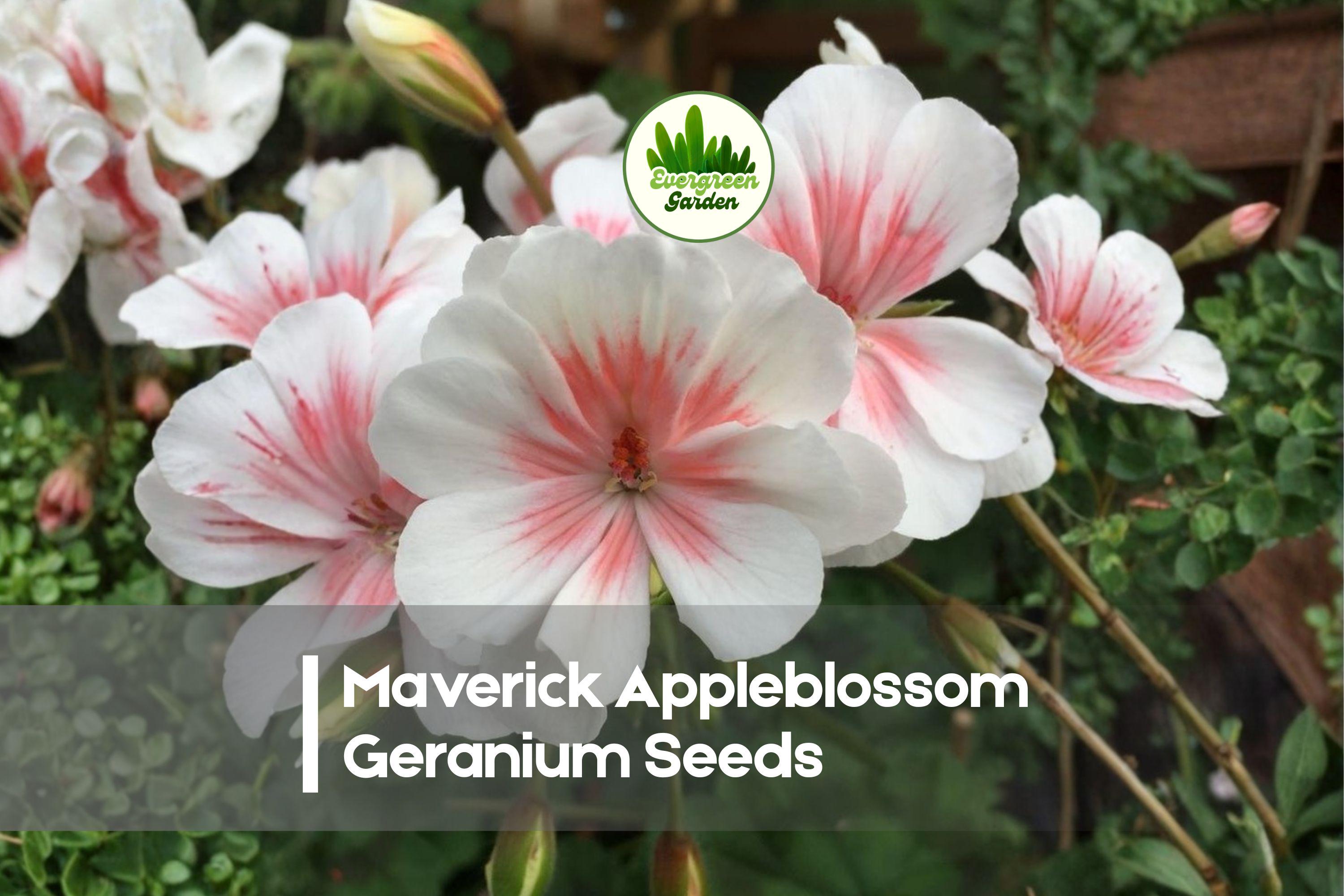Maverick Appleblossom Geranium Seeds – Pink & White Blooms, Pelargonium spp., Garden, Container, Border Plant