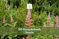 50 Steeplebush Seeds for Planting Spiraea tomentosa Ornamental Shrub, Pink Flowers, Garden & Landscape