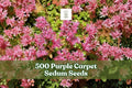 500 Purple Carpet Sedum Seeds for Groundcover, Sedum spurium ‘Coccineum’, Low-Growing Perennial Plant
