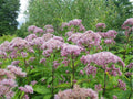 Hollow Joe Pye Weed Seeds | Eutrochium fistulosum | Tall Native Wildflower for Pollinators & Moist Soils | 100 Seeds