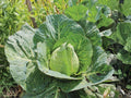 Early Jersey Wakefield Cabbage Seeds – Heirloom, Pointed Heads, Cool-Season Vegetable, 500 Seeds