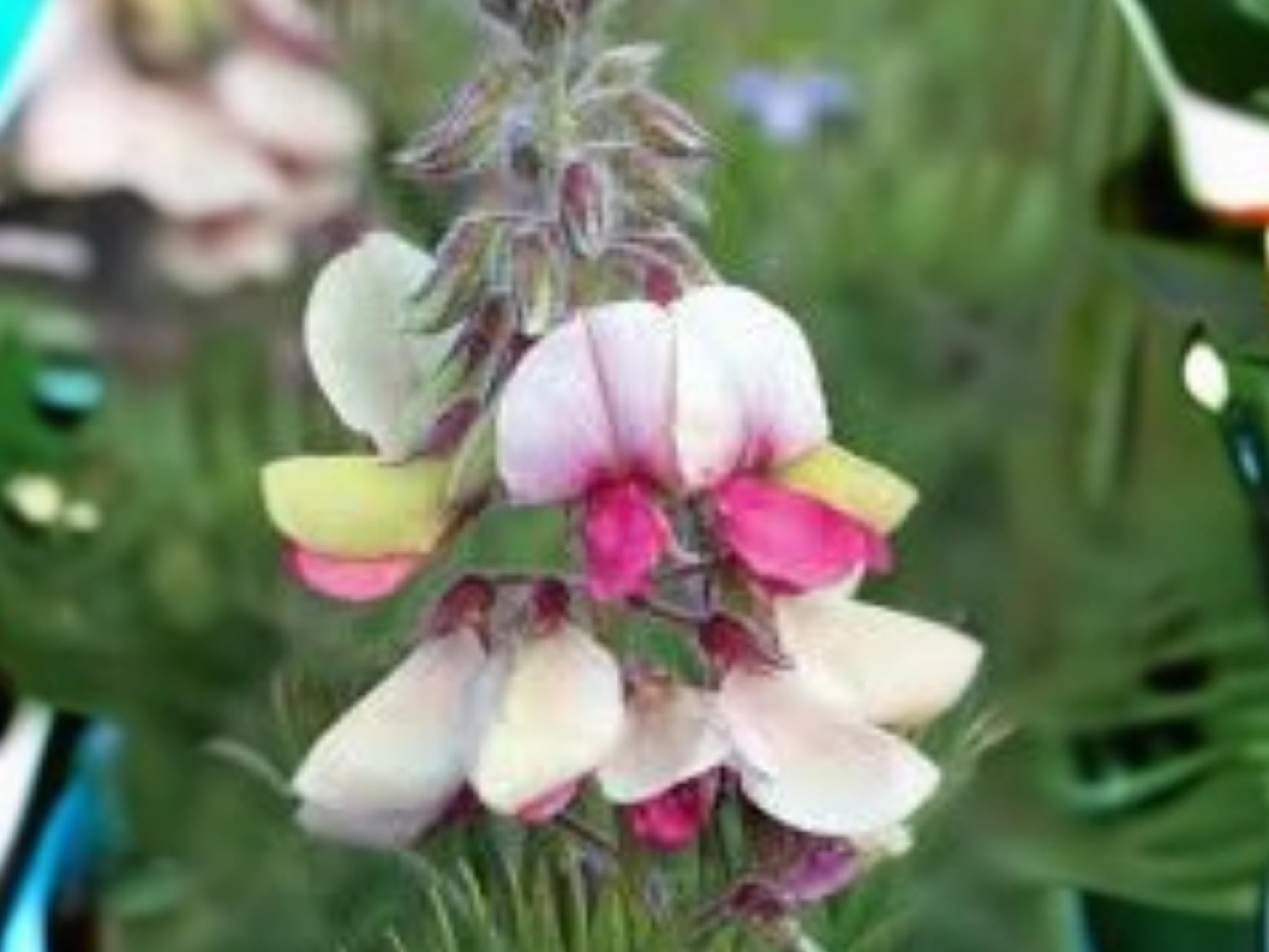 Tephrosia virginiana Goat’s Rue Native Prairie Wildflower Seeds, Pollinator Plant, Drought Tolerant, 10 Seeds