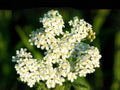Achillea Millefolium Occidentalis Seeds – Western Yarrow, Native Wildflower, Pollinator Plant, Drought Tolerant Perennial, 500 Seeds