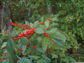 Mountain Holly Seeds | Native Ilex montana | Deciduous Tree for Wildlife & Native Gardens | 25 Seeds