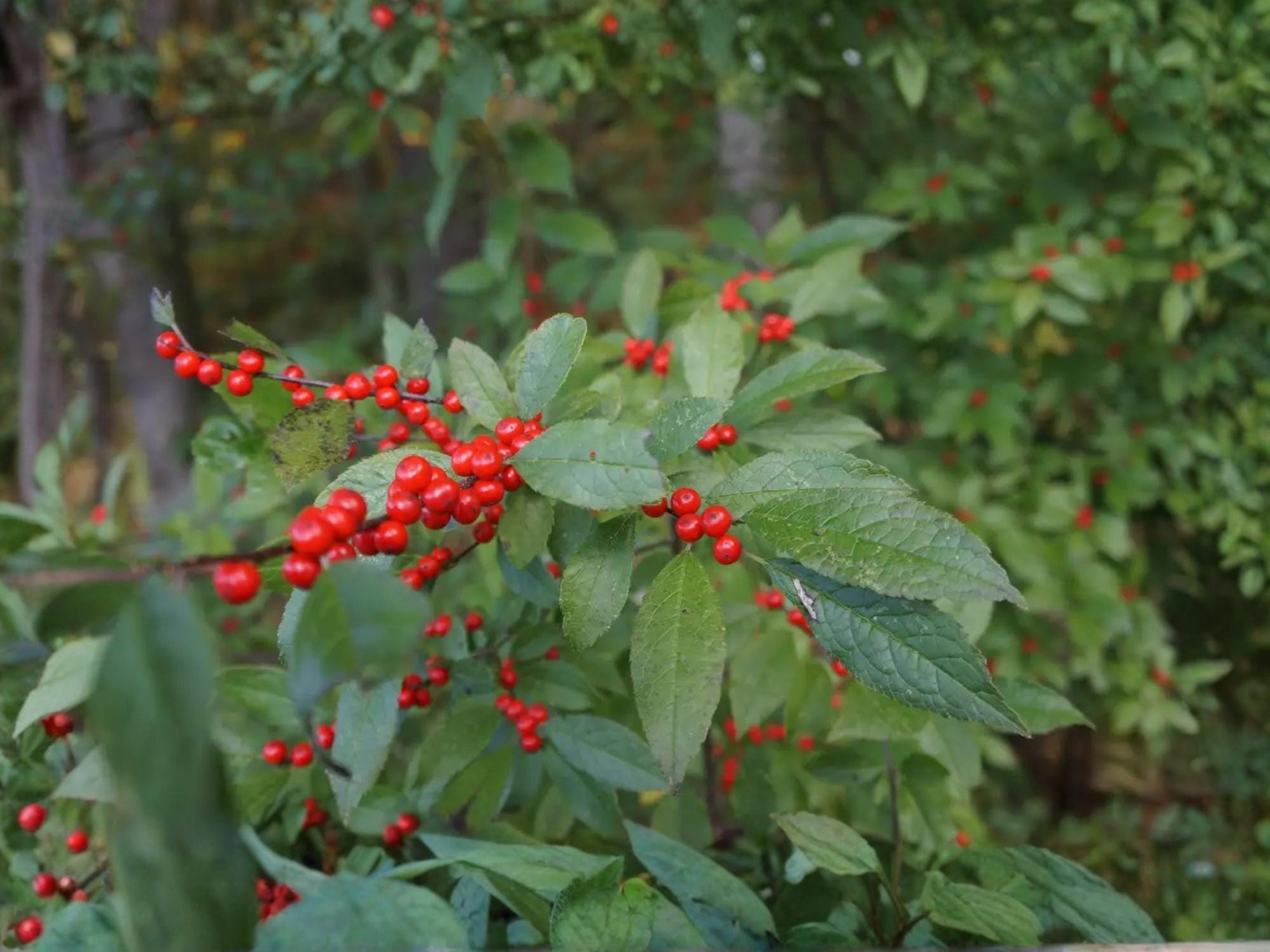 Mountain Holly Seeds | Native Ilex montana | Deciduous Tree for Wildlife & Native Gardens | 25 Seeds